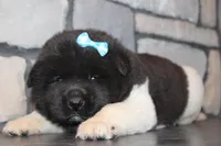 AKC Falcon, a male Akita for sale in Massillon, OH – Photo 6 of 6