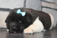 AKC Falcon, a male Akita for sale in Massillon, OH – Photo 4 of 6