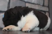AKC Falcon, a male Akita for sale in Massillon, OH – Photo 2 of 6