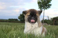 Akc Kuna, a female Akita for sale in Massillon, OH – 5 of 5