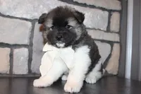 Akc Riley, a female Akita for sale in Massillon, OH – 8 of 10