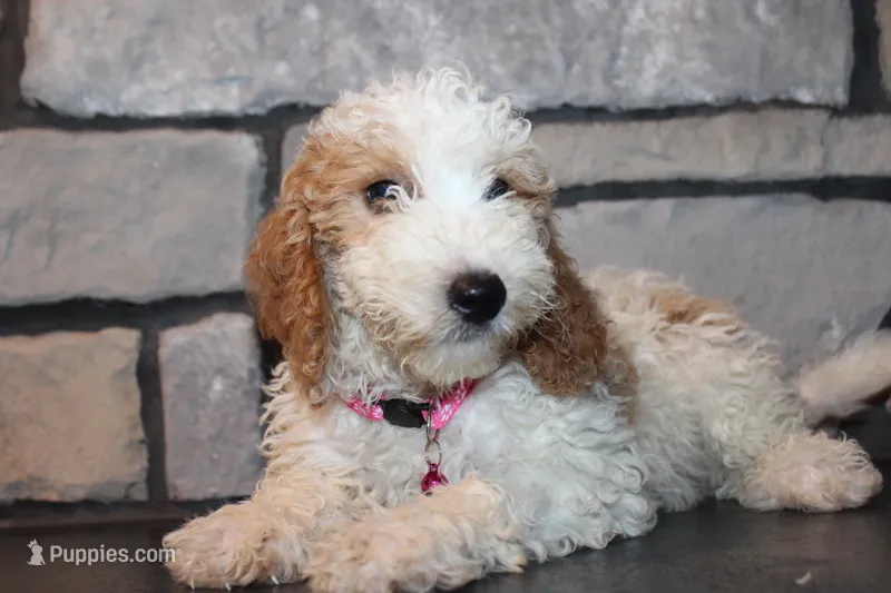 Mini Molly – Miniature Goldendoodle puppy for sale in Massillon, OH