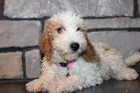 Mini Molly, a male Miniature Goldendoodle for sale in Massillon, OH – 1 of 10