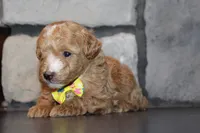 Akc Harper, a female Poodle - Miniature  for sale in Massillon, OH – 5 of 6