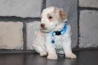 AKC Barlow, a male Poodle - Miniature  for sale in Massillon, OH – 5 of 6