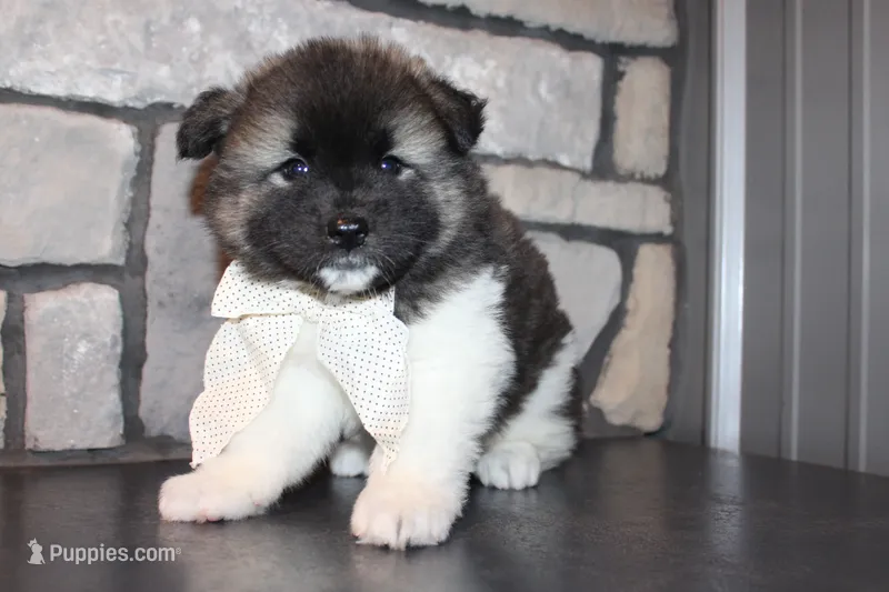 Akc Riley – Akita puppy for sale in Massillon, OH