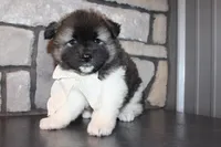 Akc Riley, a female Akita for sale in Massillon, OH – 1 of 10