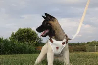 AKC Molly , a female Akita for sale in Massillon, OH – 7 of 9