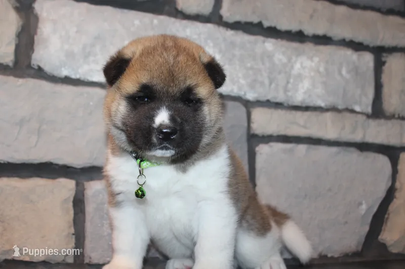 AKC Milo – Akita puppy for sale in Massillon, OH