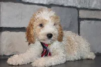 Mini B, a male Miniature Goldendoodle for sale in Massillon, OH – 2 of 8