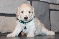 Jax, a male Poodle - Miniature  for sale in Massillon, OH – 2 of 6