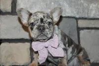 AKC Fifi, a female French Bulldog for sale in Massillon, OH – 8 of 10
