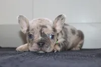 AKC Cooper, a male French Bulldog for sale in Massillon, OH – 3 of 9