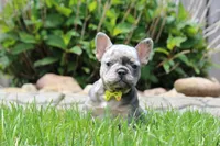 AKC Bella, a female French Bulldog for sale in Massillon, OH – 6 of 9