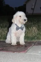 AKC Ollie, a male Poodle - Miniature  for sale in Massillon, OH – 5 of 6
