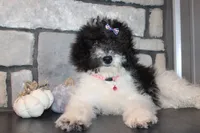 MIni Zoey, a female Miniature Goldendoodle for sale in Massillon, OH – 5 of 6