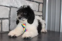Mini Ollie, a male Miniature Goldendoodle for sale in Massillon, OH – 2 of 7