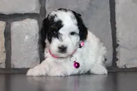 AKC Molly, a female Poodle - Miniature  for sale in Massillon, OH – 2 of 5