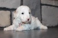 Akc Jenna, a female Poodle - Miniature  for sale in Massillon, OH – 3 of 6