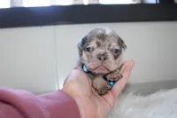 AKC Max , a male French Bulldog for sale in Massillon, OH – 2 of 7