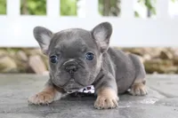 AKC Zoe, a female French Bulldog for sale in Massillon, OH – 8 of 10