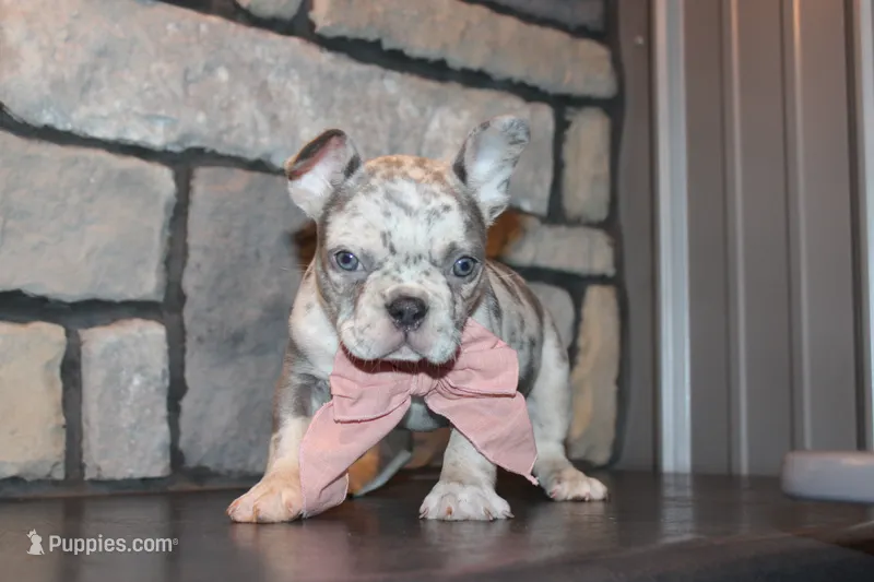 AKC Piper – French Bulldog puppy for sale in Massillon, OH
