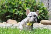 AKC Bella, a female French Bulldog for sale in Massillon, OH – 7 of 9