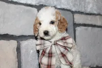 Mini Molly, a male Miniature Goldendoodle for sale in Massillon, OH – 3 of 4