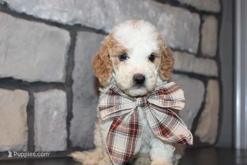 Mini Molly – Miniature Goldendoodle puppy for sale in Massillon, OH