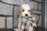 Mini Molly, a male Miniature Goldendoodle for sale in Massillon, OH – 1 of 4