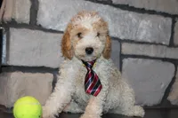 Mini B, a male Miniature Goldendoodle for sale in Massillon, OH – 5 of 8