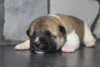 AKC Ruger, a male Akita for sale in Massillon, OH – 4 of 6