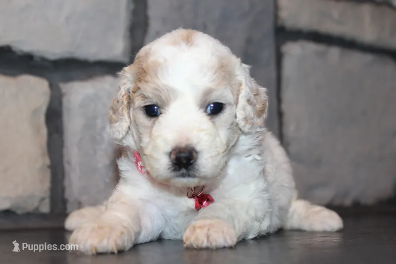 AKC Lexi – Miniature Goldendoodle puppy for sale in Massillon, OH