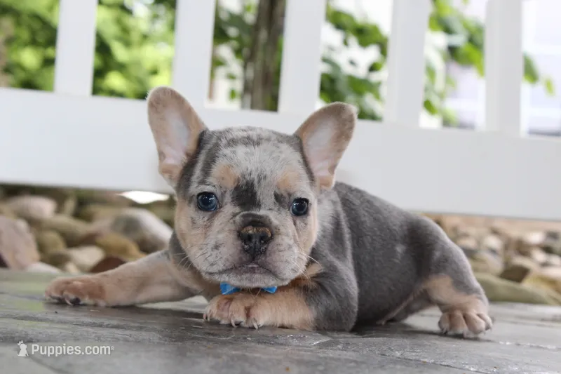 AKC Ziggy – French Bulldog puppy for sale in Massillon, OH