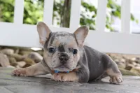 AKC Ziggy, a male French Bulldog for sale in Massillon, OH – 1 of 6