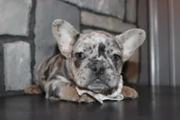 AKC Fifi, a female French Bulldog for sale in Massillon, OH – 6 of 7