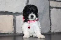 AKC Bella, a female Poodle - Miniature  for sale in Massillon, OH – 9 of 10