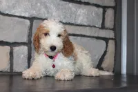 Mini Molly, a male Miniature Goldendoodle for sale in Massillon, OH – 4 of 10