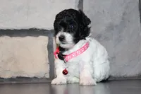 AKC Bella, a female Poodle - Miniature  for sale in Massillon, OH – 3 of 10