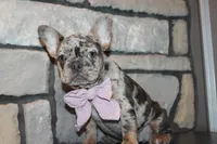 AKC Fifi, a female French Bulldog for sale in Massillon, OH – 2 of 10