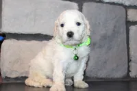 Mini Goose, a male Miniature Goldendoodle for sale in Massillon, OH – 5 of 6