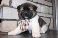 AKC Teddy, a male Akita for sale in Massillon, OH – 6 of 9