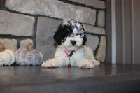 AKC Molly, a female Poodle - Miniature  for sale in Massillon, OH – 2 of 9