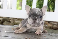 AKC Sadi, a female French Bulldog for sale in Massillon, OH – 4 of 10