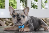 AKC Ziggy, a male French Bulldog for sale in Massillon, OH – 6 of 6