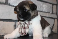 AKC Teddy, a male Akita for sale in Massillon, OH – 2 of 9