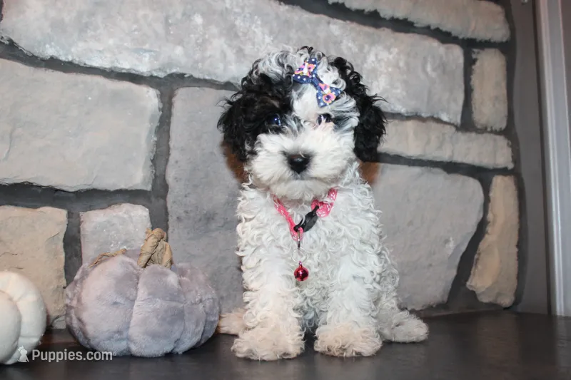 AKC Molly – Poodle - Miniature  puppy for sale in Massillon, OH
