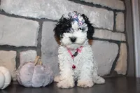 AKC Molly, a female Poodle - Miniature  for sale in Massillon, OH – 1 of 9
