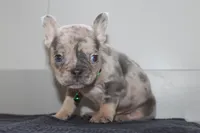 AKC Cooper, a male French Bulldog for sale in Massillon, OH – 6 of 9