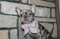 AKC Fifi, a female French Bulldog for sale in Massillon, OH – 6 of 10
